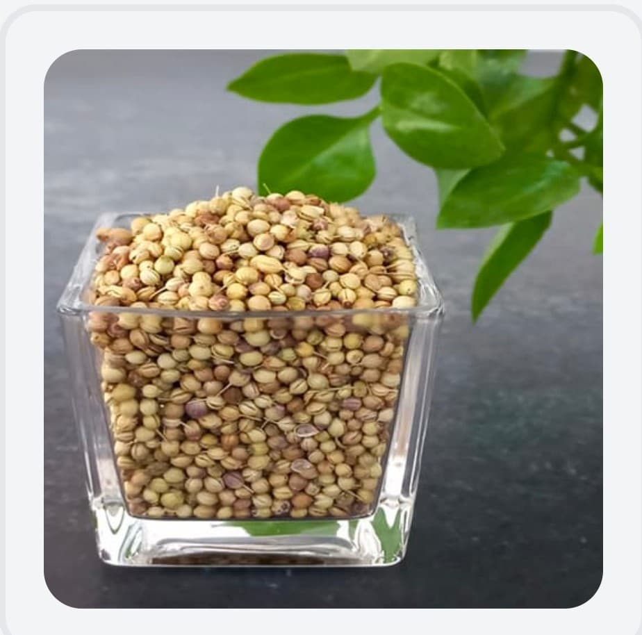 فروش دانه گشنیز پریمیوم کنگاور با عطر طبیعی و رطوبت پایین