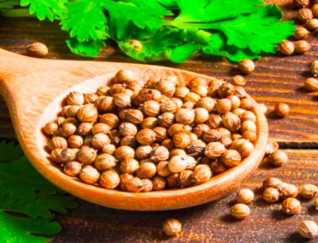 فروش گشنیز شکسته اقتصادی نهاوند