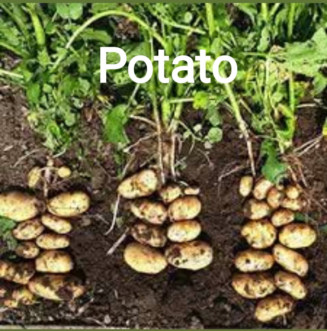 قیمت فروش سیب زمینی امروز در شیراز فروش عمده + مخصوص صادرات به امارات