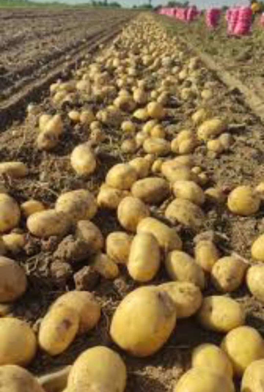 نرخ امروز سیب زمینی بامبا فروش عمده + مخصوص کارخانه چیپس و خلال