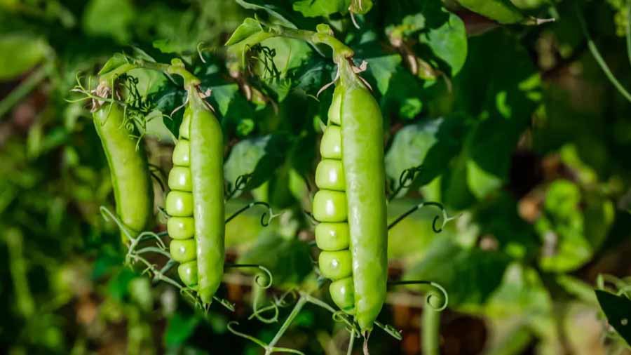 کنسرو نخود فرنگی مناسب انواع سالاد و غذاهای ساده
