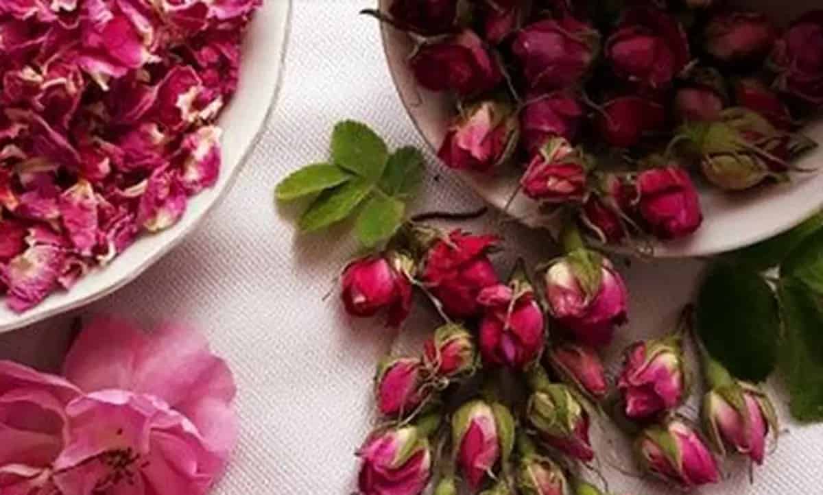 تصویر 1 از غنچه گل محمدی  درجه 1 قیمت مناسب