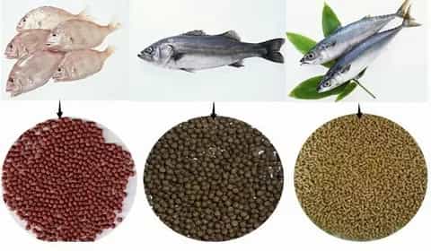 تصویر 3 از غذای ماهی قزل خوراک تقویتی طبیعی