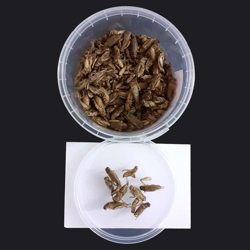 تصویر 2 از غذای ماهی جیرجیرک ترکیب رشد دهنده طبیعی