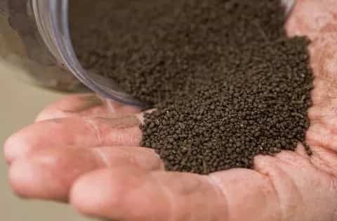 غذای ماهی زبرا دانیو ترکیب رشددهنده ظریف