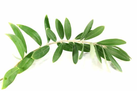 تصویر 2 از قیمت و خرید زیتون سیاه درشت با هسته