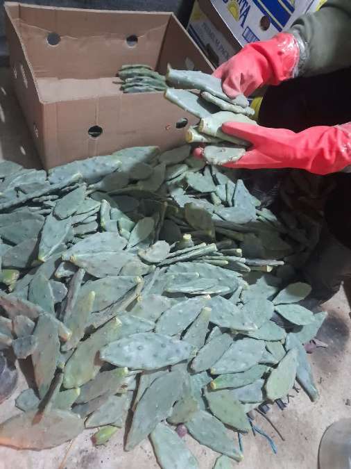 فروش ویژه قلمه کاکتوس میوه ده + فروش عمده نهال کاکتوس میوه دار