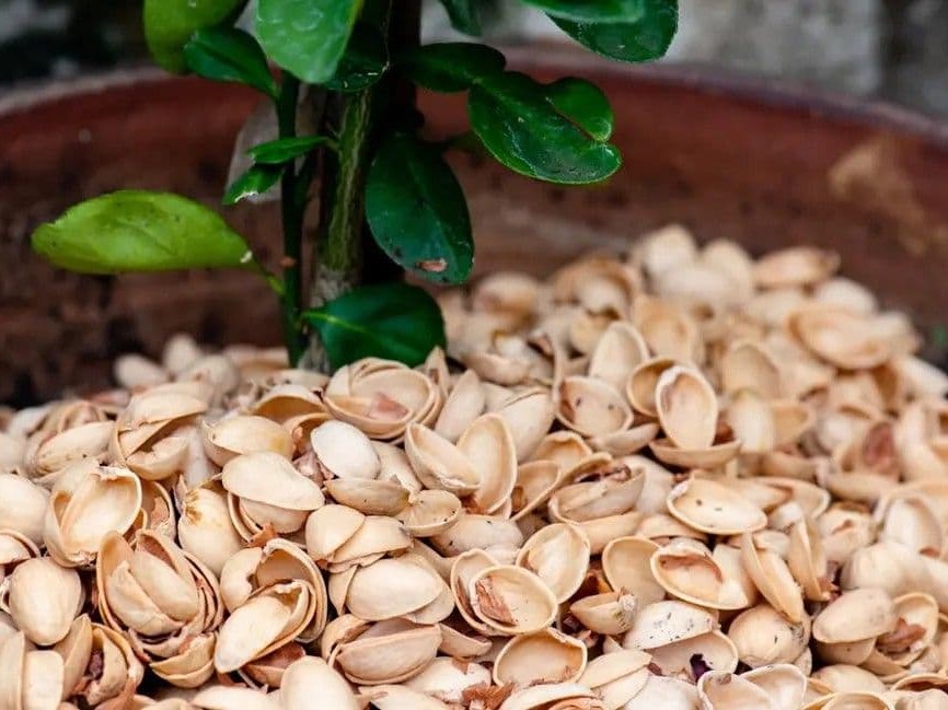 تصویر 3 از خرید و فروش پودر پوست پسته با شرایط فوق العاده