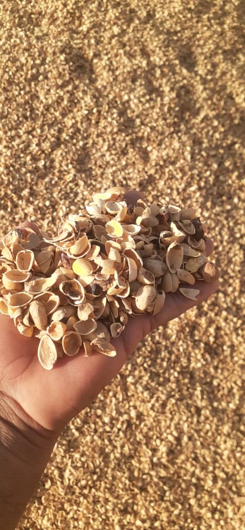 تصویر 4 از خرید و فروش پودر پوست پسته با شرایط فوق العاده