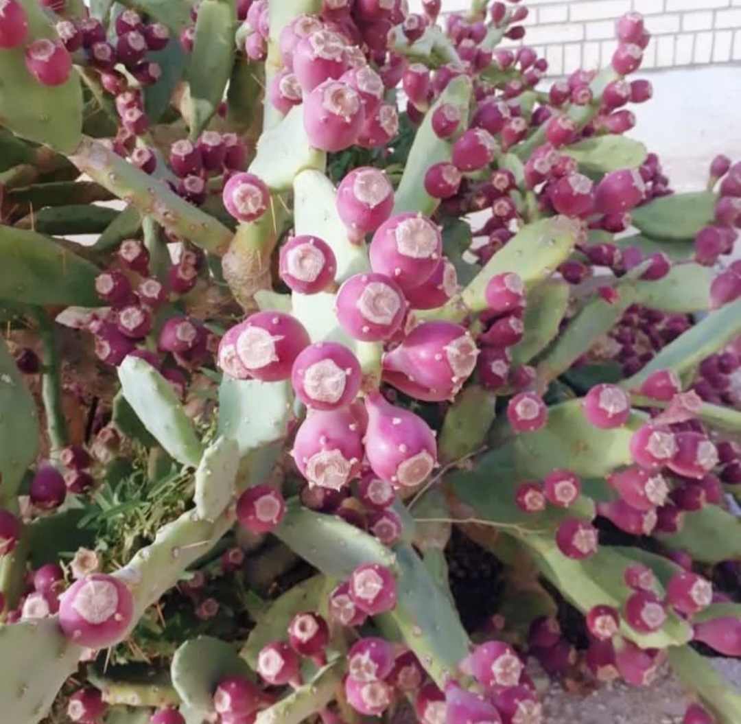 میوه کاکتوس