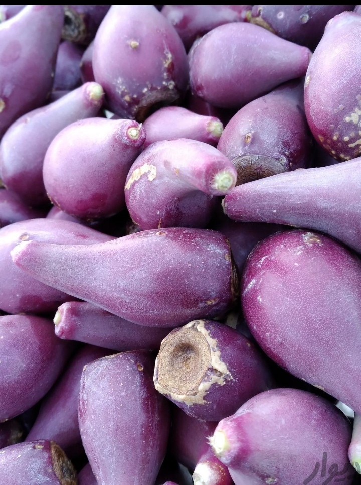 قیمت میوه کاکتوس