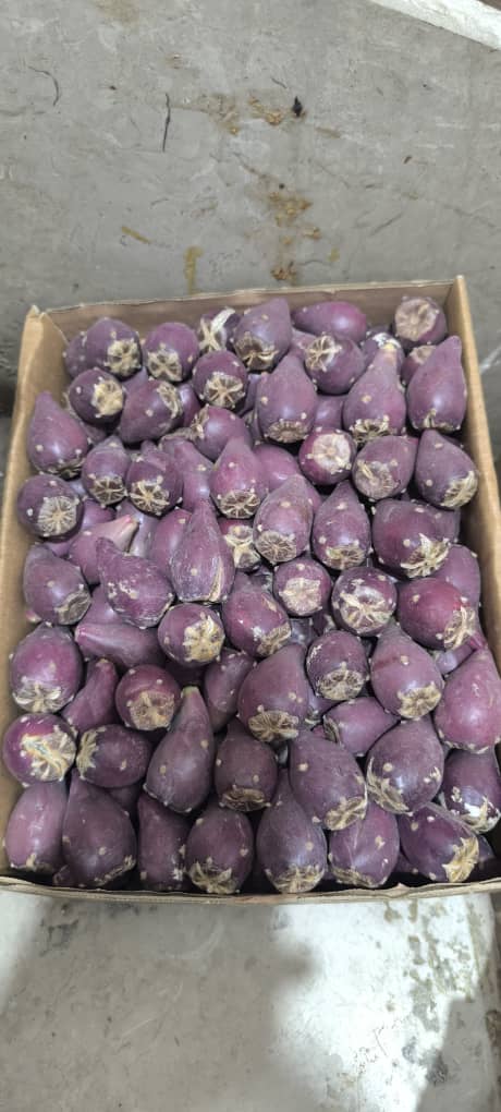 خرید میوه کاکتوس