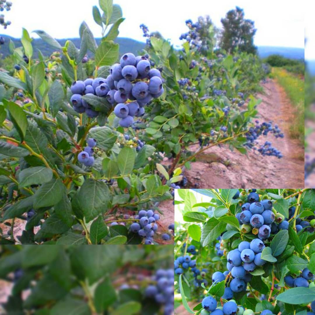 خرید بلوبری