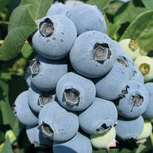 قیمت بلوبری