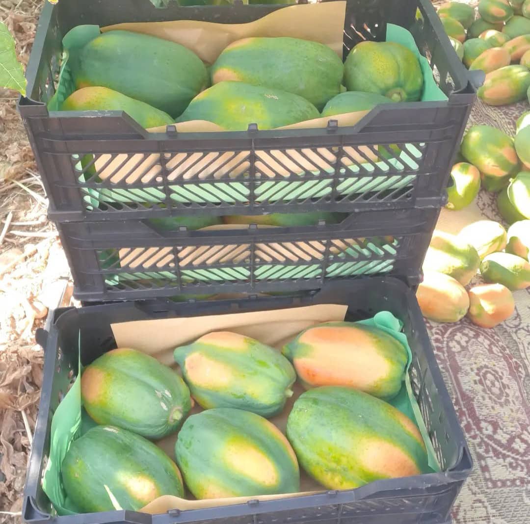 خرید نهال پاپایا