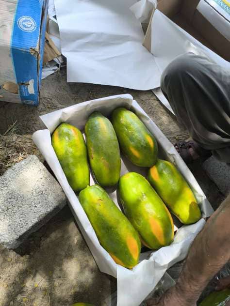 فروش نهال پاپایا