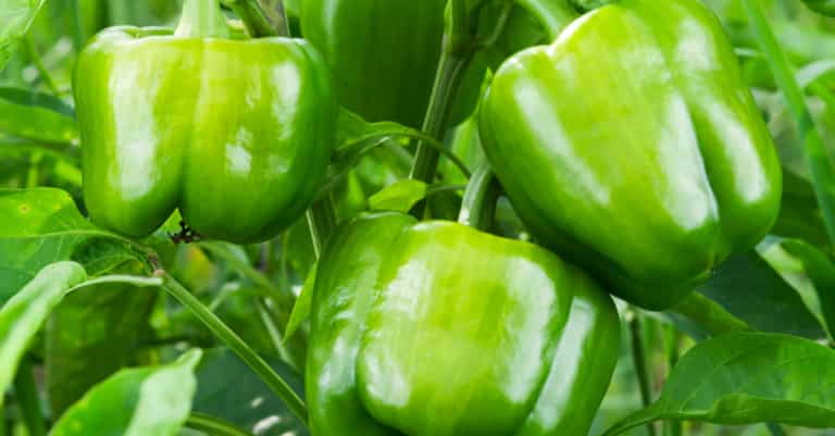 فلفل دلمه ای تازه و ارگانیک با کیفیت بالا