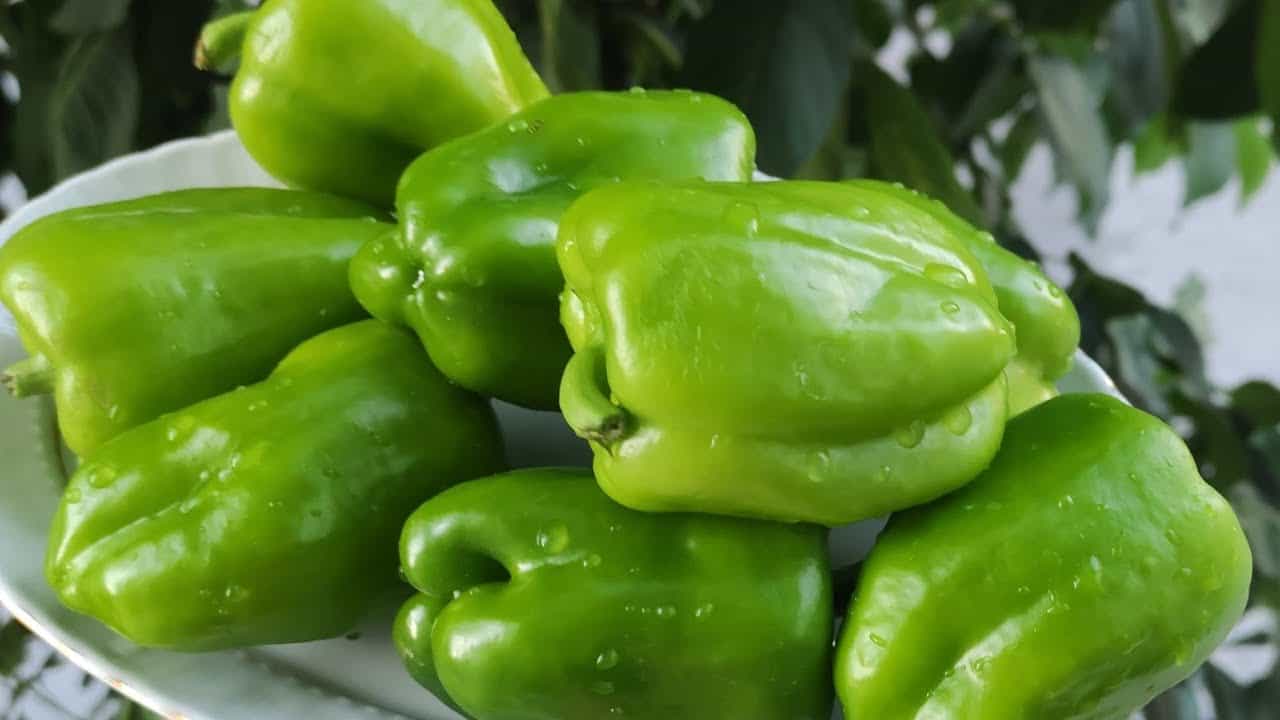 فلفل دلمه ای سبز تازه برداشت روز با قیمت مناسب