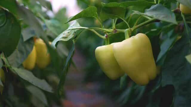 تصویر 1 از فلفل دلمه ای خوب و تازه خرید مستقیم از کشاورز