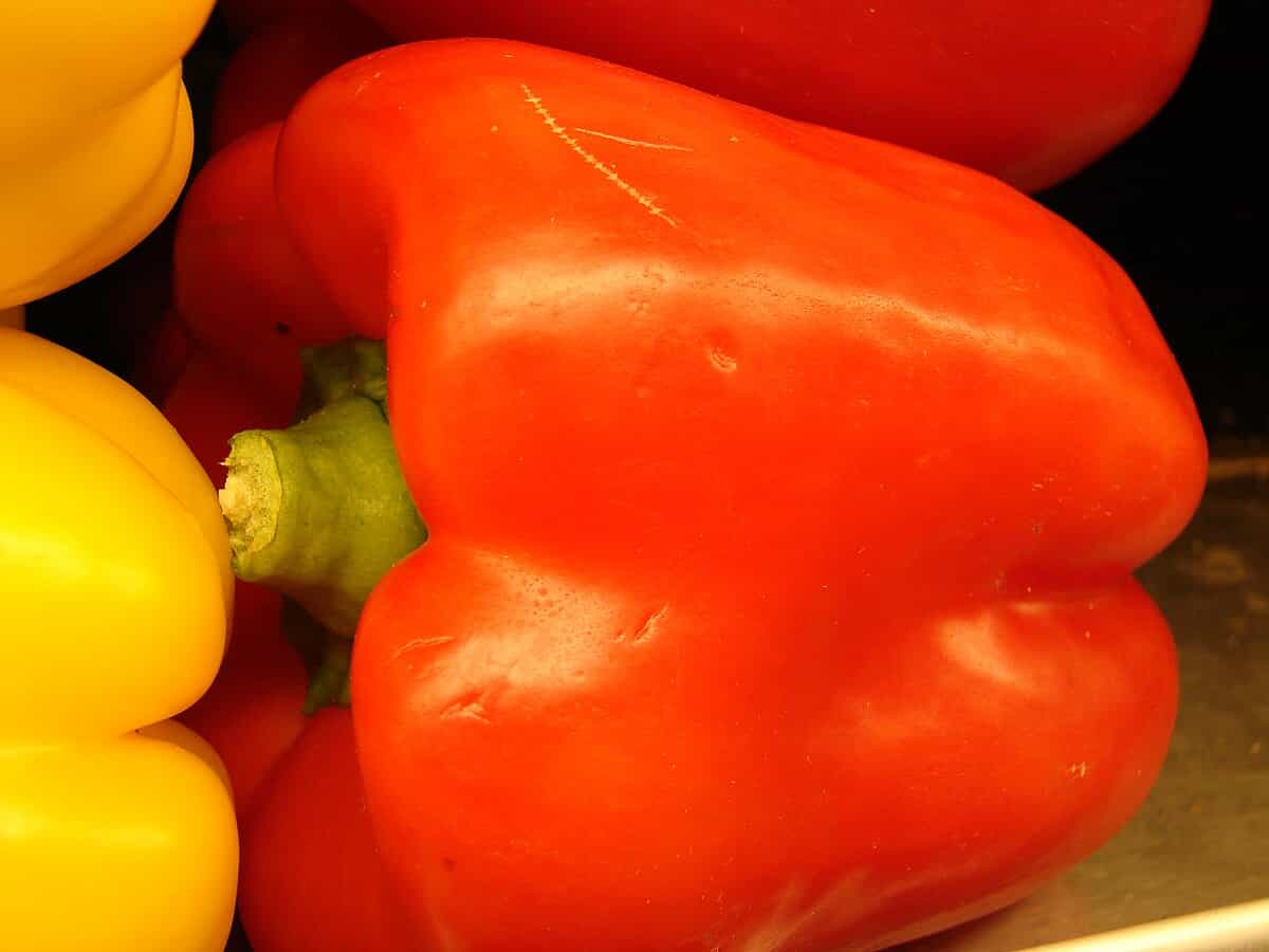 تصویر 4 از فلفل دلمه ای خوب و تازه خرید مستقیم از کشاورز