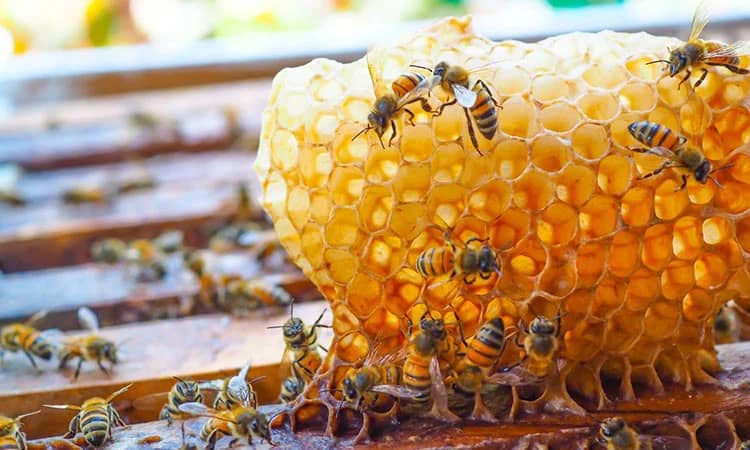 تصویر 4 از قیمت و خرید عسل تغذیه ارگانیک کوهی برای تقویت سیستم ایمنی و گوارش