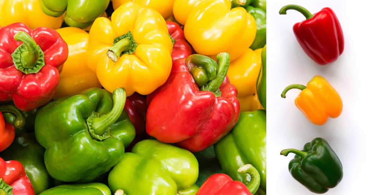 تصویر 3 از فلفل دلمه ای رنگی شیرین در اندازه‌های متنوع و بهداشتی