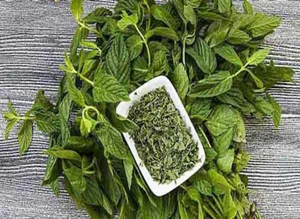 تصویر 2 از خرید و فروش گیاه دارویی نعناع با شرایط فوق العاده