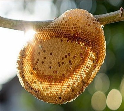 عسل وحشی طبیعی و اصل با طعم مطبوع و دلچسب