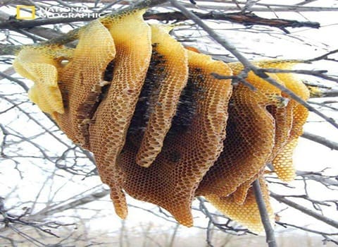 تصویر 3 از عسل وحشی طبیعی و اصل با طعم مطبوع و دلچسب