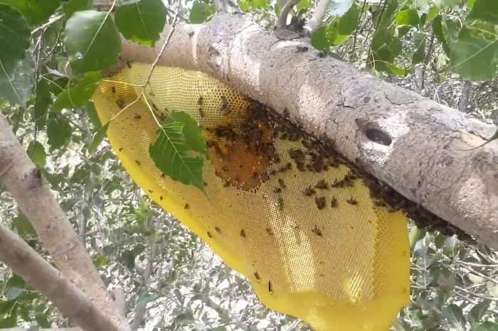 تصویر 1 از عسل وحشی طبیعی و اصل با طعم مطبوع و دلچسب