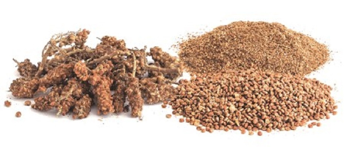 تصویر 1 از سماق قهوه‌ای ادویه‌ ای ارزشمند در گیاه‌ درمانی و مواد غذایی