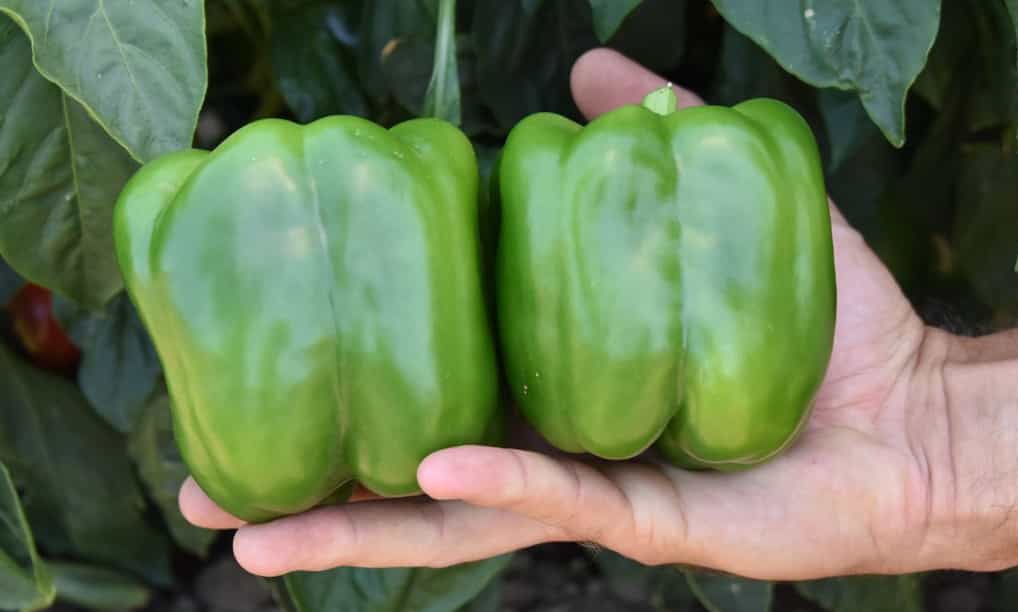 تصویر 3 از فلفل دلمه‌ای رنگی خانگی با طعم طبیعی و عالی