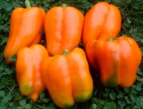 تصویر 2 از فلفل دلمه‌ای رنگی تازه و خوش‌رنگ برای تزئین غذا