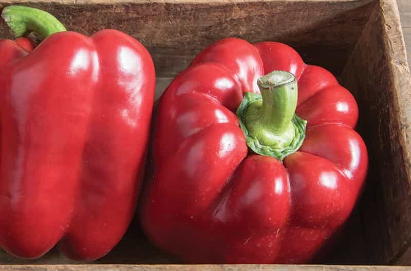 فلفل دلمه ای رنگی مخصوص رستوران‌ها با قیمت مناسب