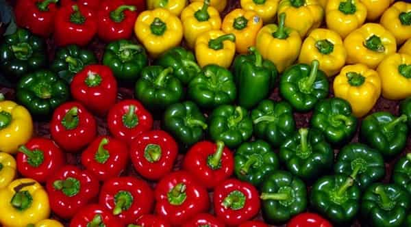فلفل دلمه ای رنگی صادراتی انتخابی مناسب خریداران عمده