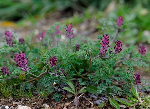 تصویر 4 از عرق شاتره سنگین برای پاکسازی پوست و بدن