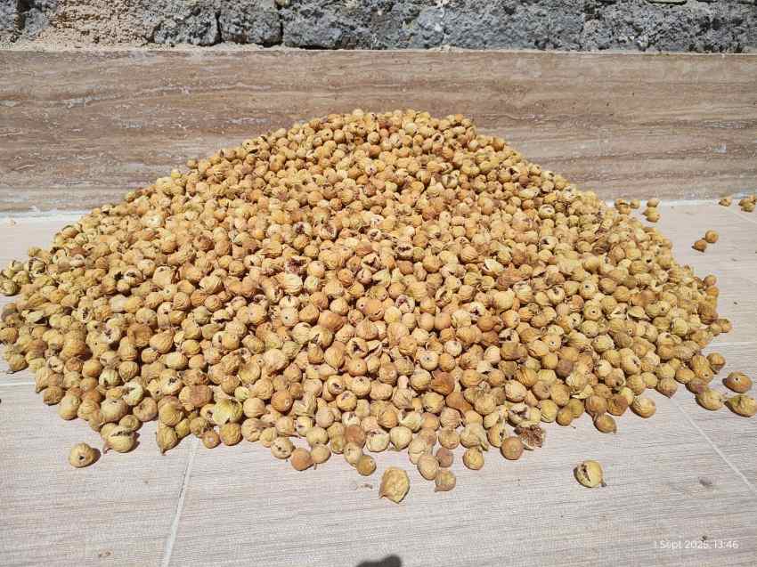 تصویر 1 از فروش عمده انجیر خشک ریز + تامین مستقیم  برای بازار داخلی و صادرات
