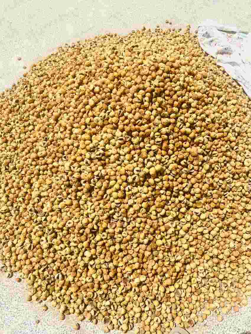 تصویر 4 از فروش عمده انجیر خشک ریز + تامین مستقیم  برای بازار داخلی و صادرات