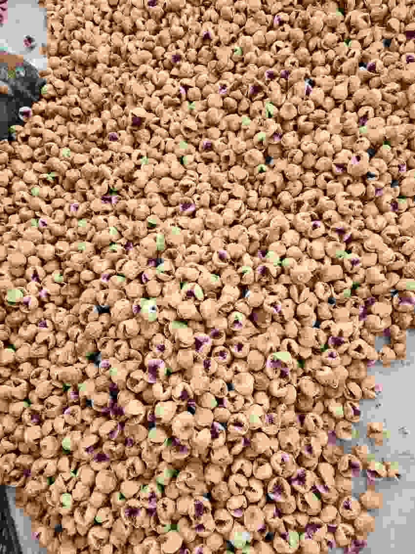 تصویر 5 از فروش عمده انجیر خشک ریز + تامین مستقیم  برای بازار داخلی و صادرات