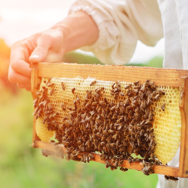 عسل سبلان حامد مختاری طبیعی بدون مواد افزودنی