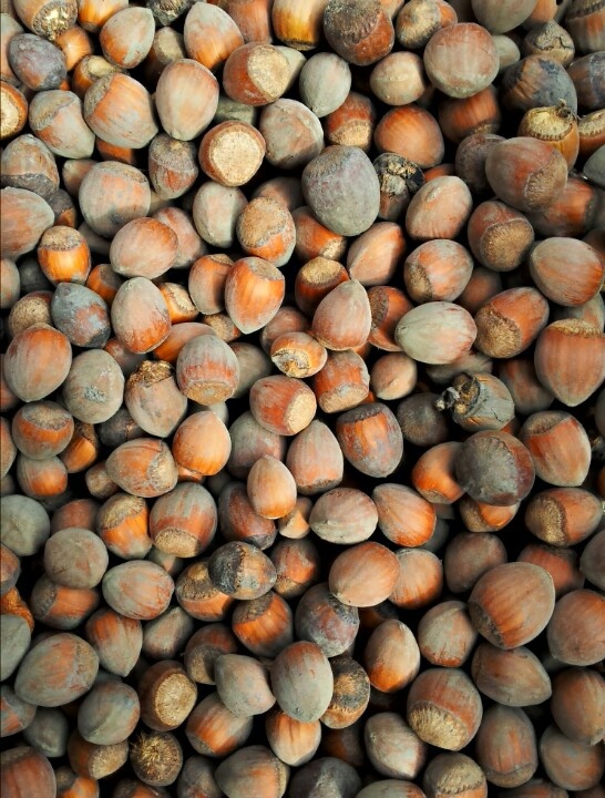 تصویر 3 از فندق غدير تازه برداشت