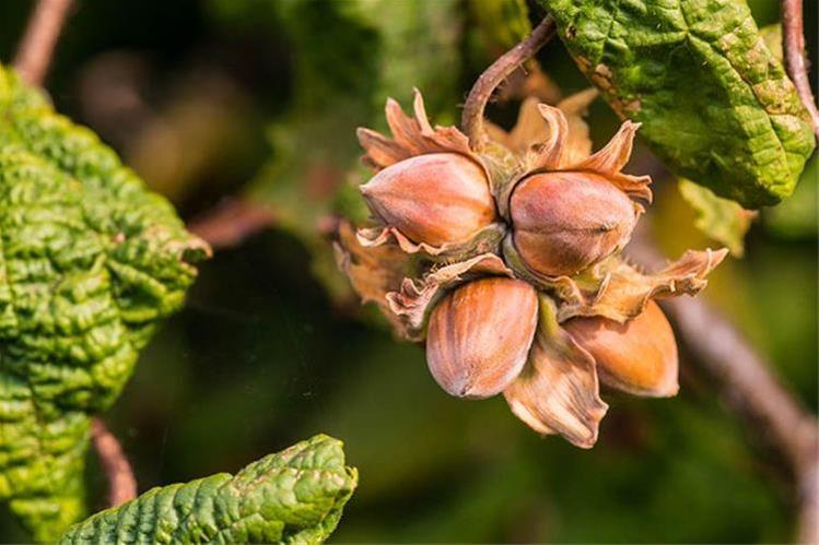فندق انیس ترکیه بسته‌ بندی بهداشتی