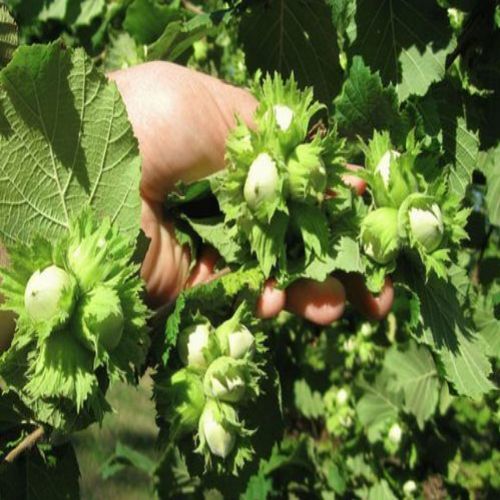 تصویر 4 از فندق انیس ترکیه بسته‌ بندی بهداشتی