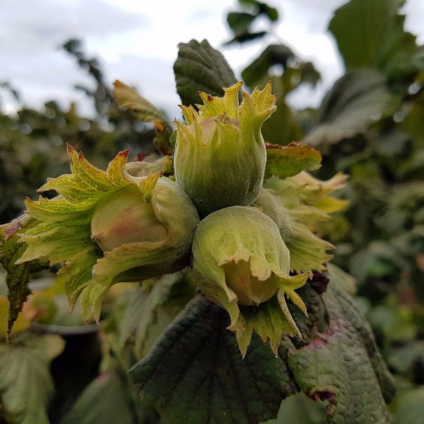 تصویر 3 از فندق طعم دار مناسب شیرینی‌ پزی