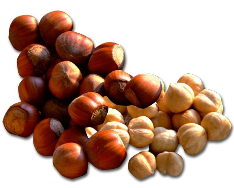 تصویر 2 از فندق قرمز تازه و دستچین