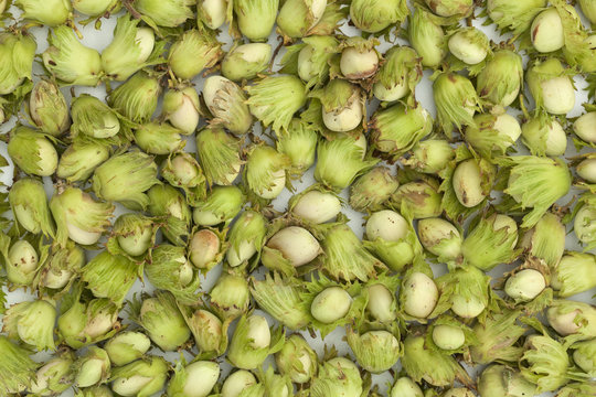 تصویر 1 از فندق غدير خوش‌ عطر و خوش‌ طعم