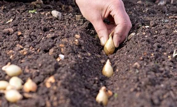 پیاز غده ای یکی از محصولات حیاتی در انواع صنایع