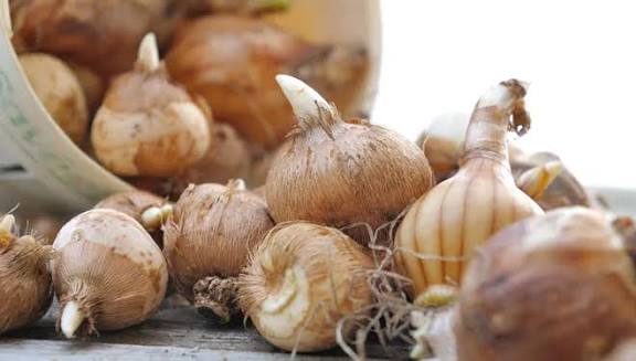 تصویر 3 از پیاز غده ای یکی از محصولات حیاتی در انواع صنایع