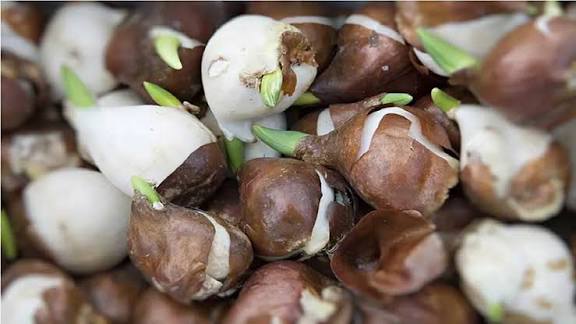 پیاز غده ای تازه مهم ترین عناصر در آشپزی