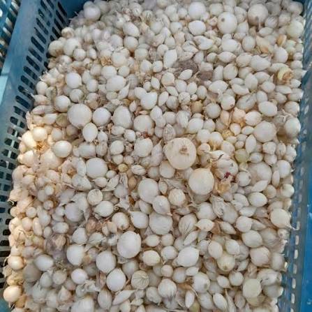 تصویر 1 از پیاز غده ای تازه مهم ترین عناصر در آشپزی